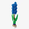 Blaue Hyazinthe