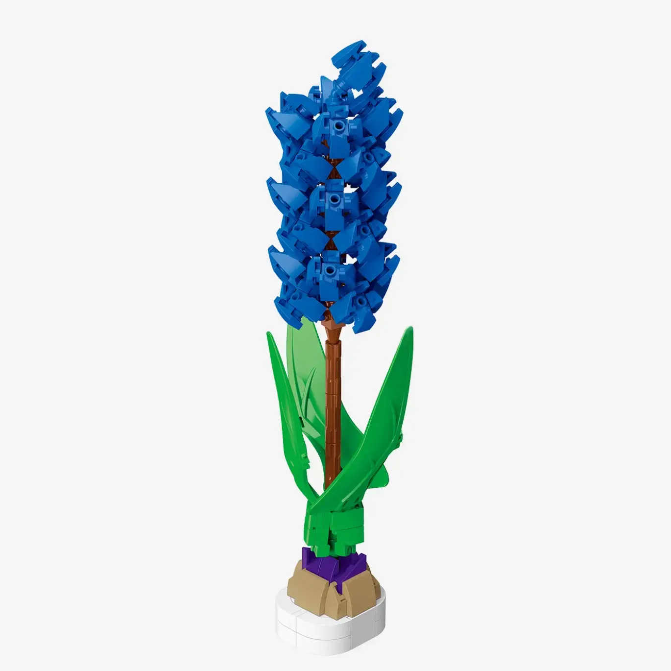 Blaue Hyazinthe