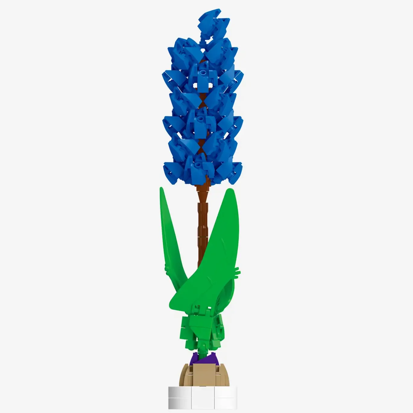 Blaue Hyazinthe