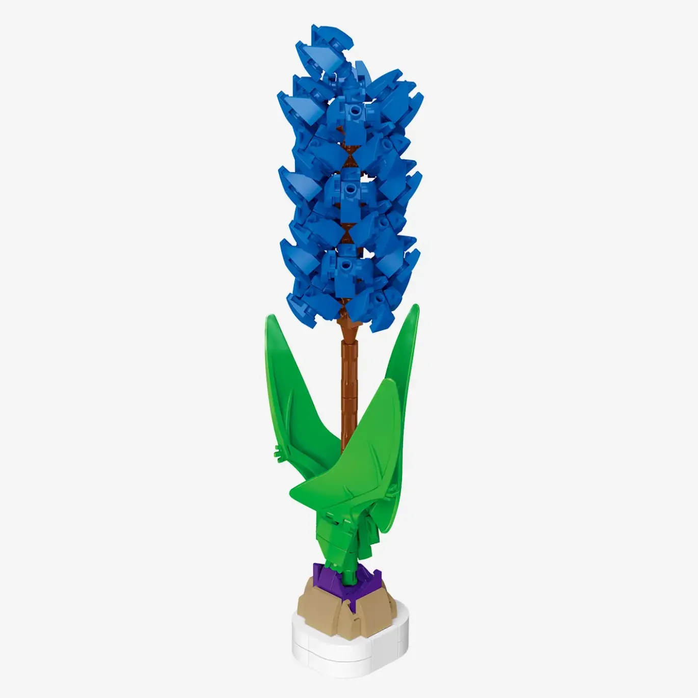 Blaue Hyazinthe