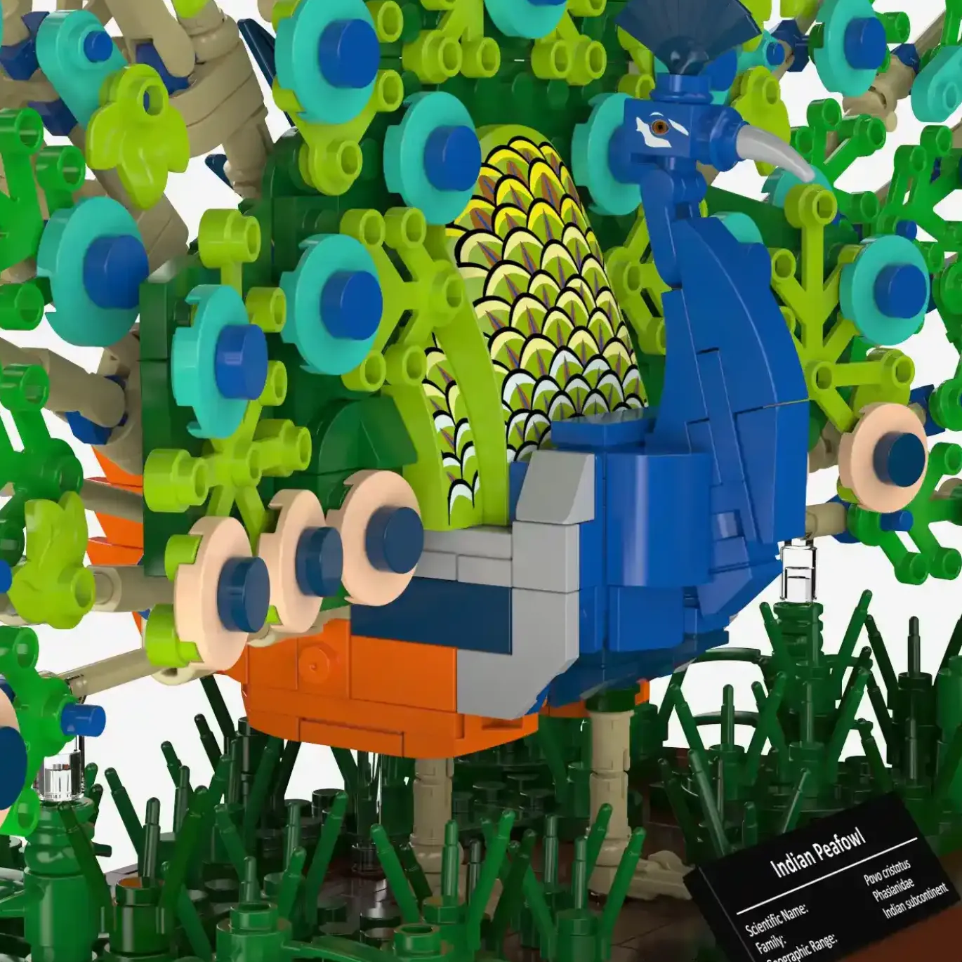 Blauer Pfau