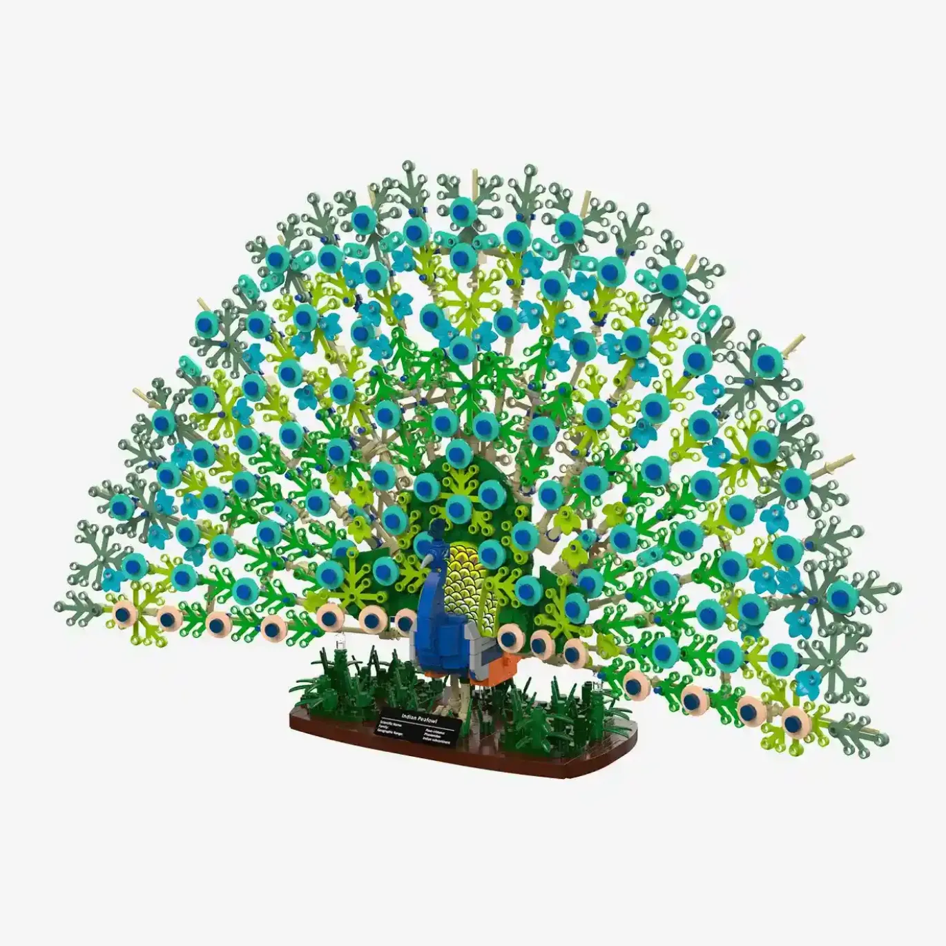Blauer Pfau