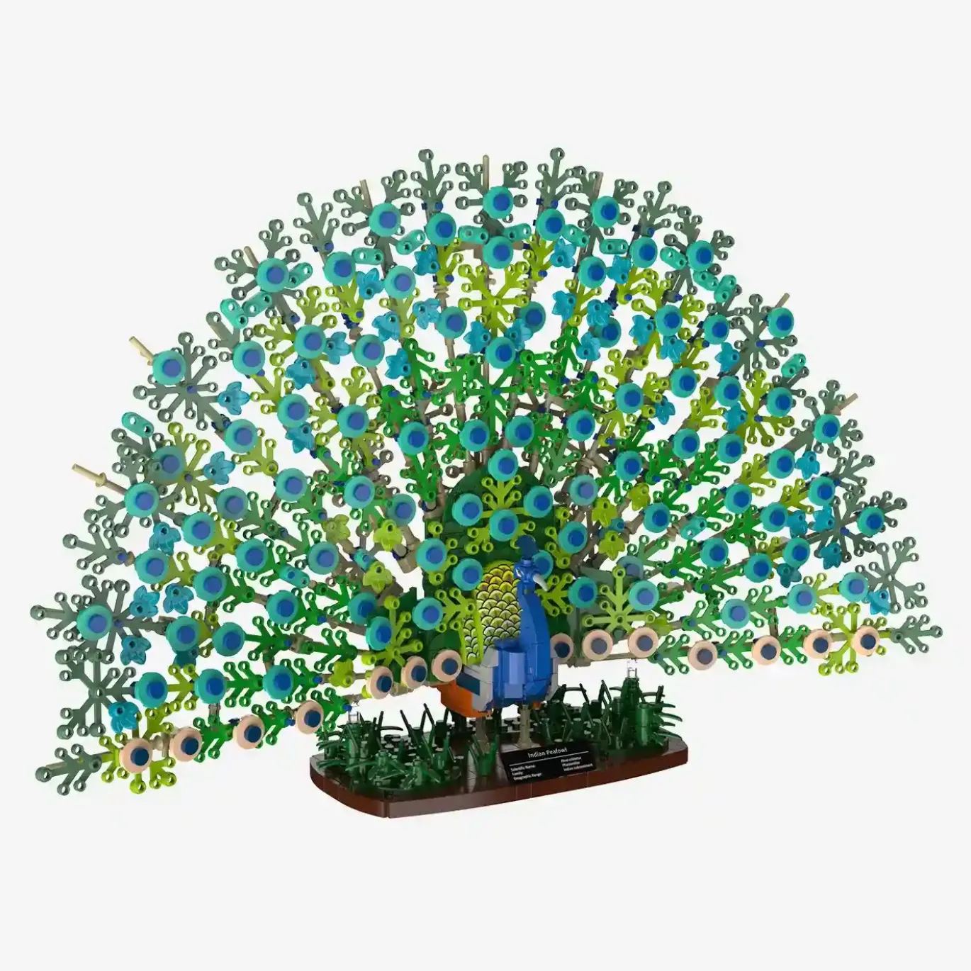 Blauer Pfau
