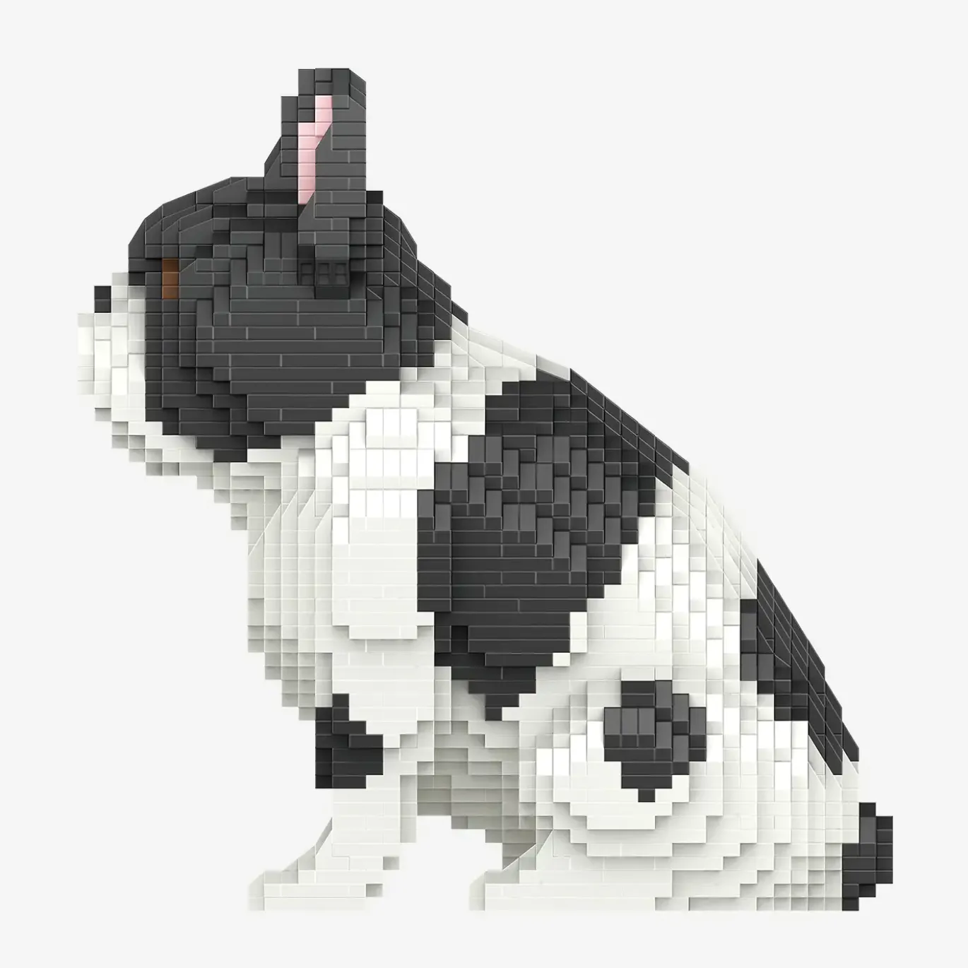Französische Bulldogge
