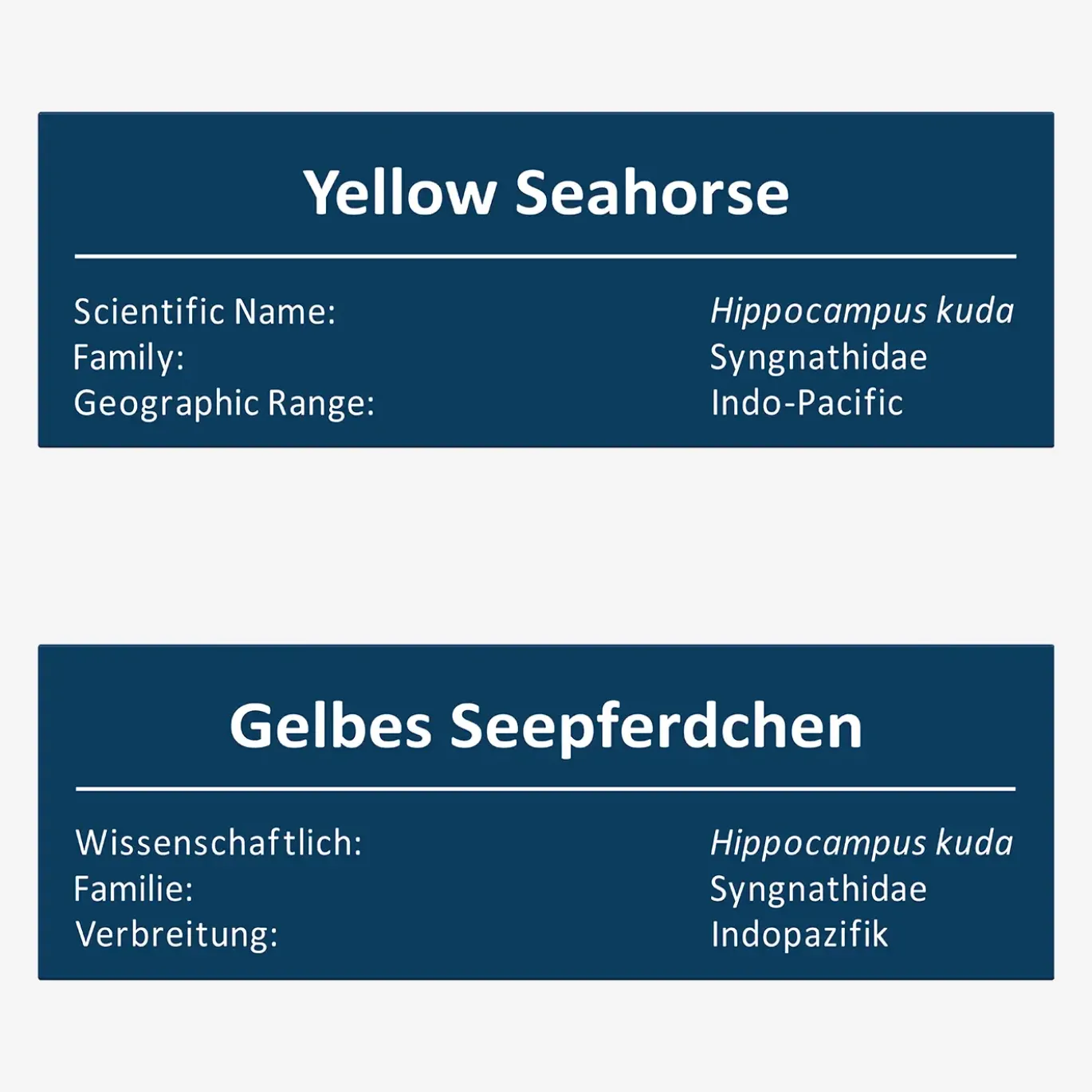 Gelbe Seepferdchen