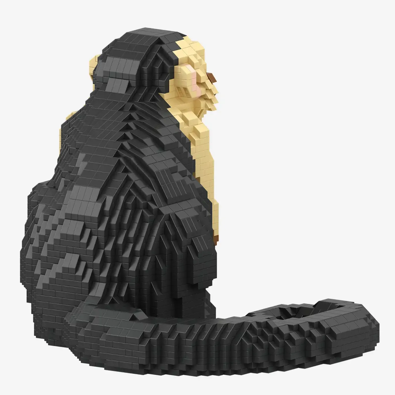 Kapuzineräffchen