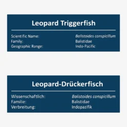 Leopard-Drückerfisch