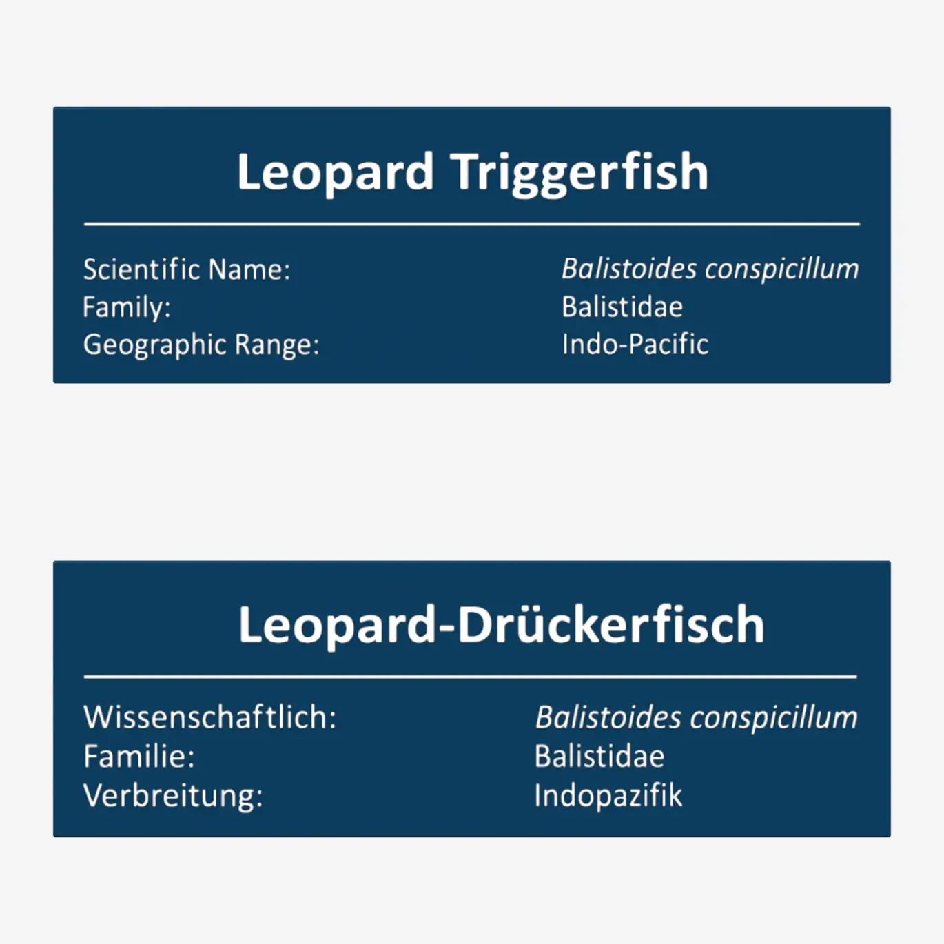 Leopard-Drückerfisch