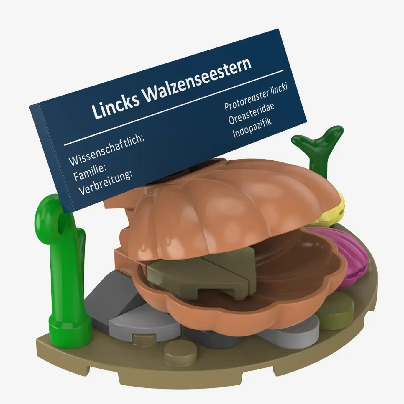 Lincks Walzenseestern