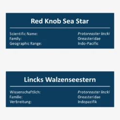 Lincks Walzenseestern