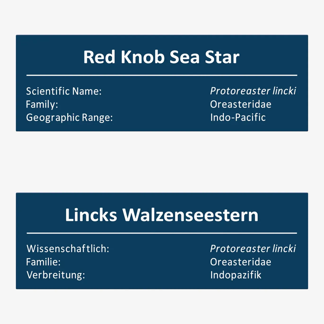 Lincks Walzenseestern
