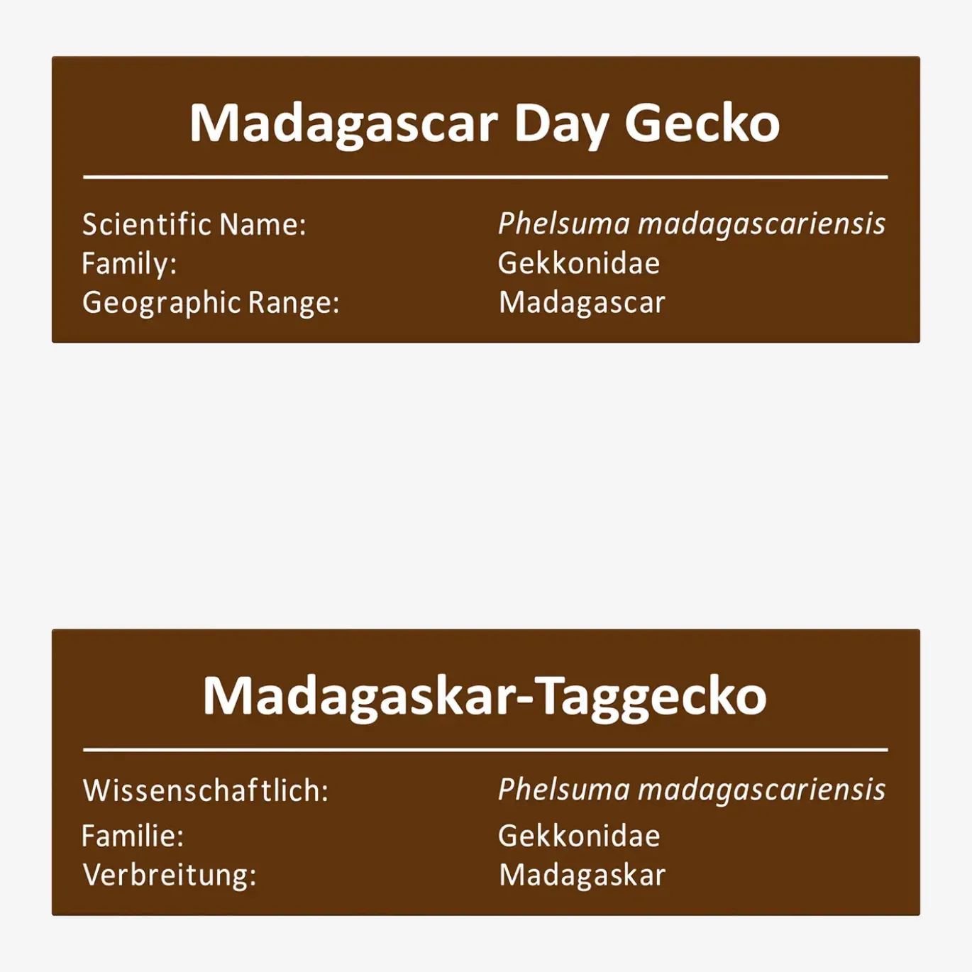 Madagaskar-Taggecko