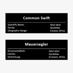Mauersegler
