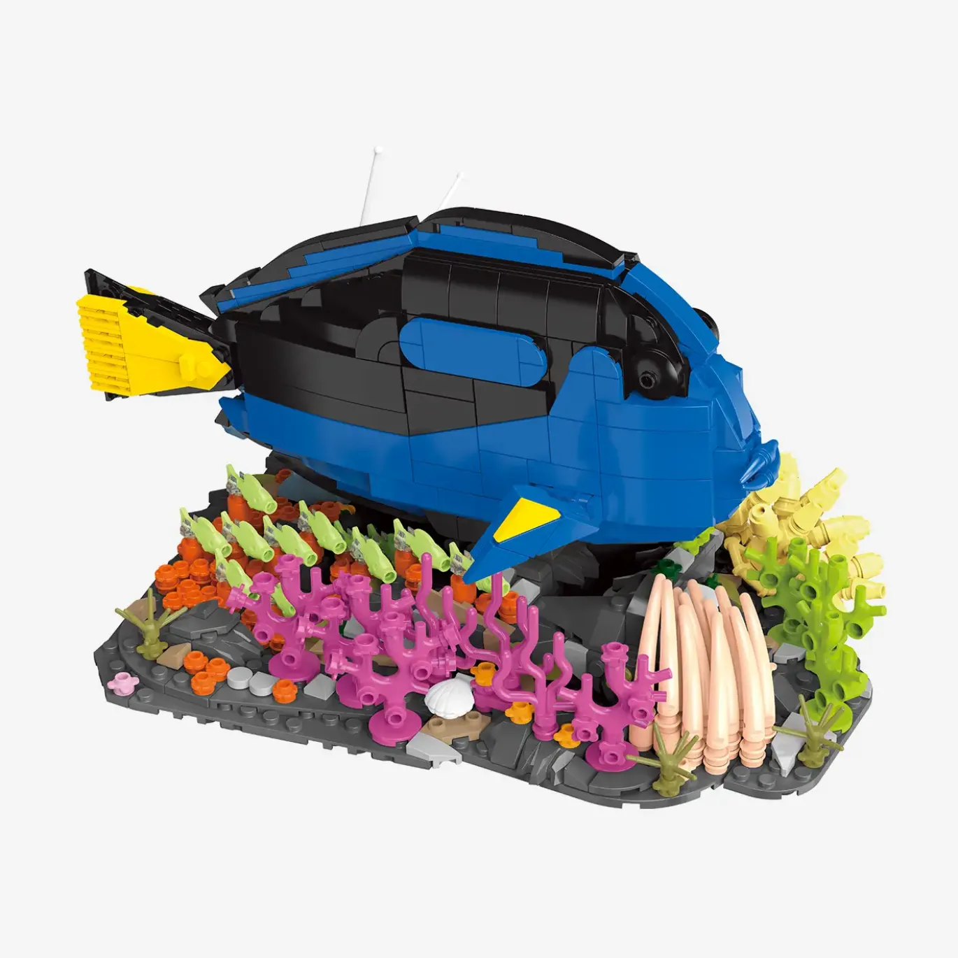 Paletten-Doktorfisch
