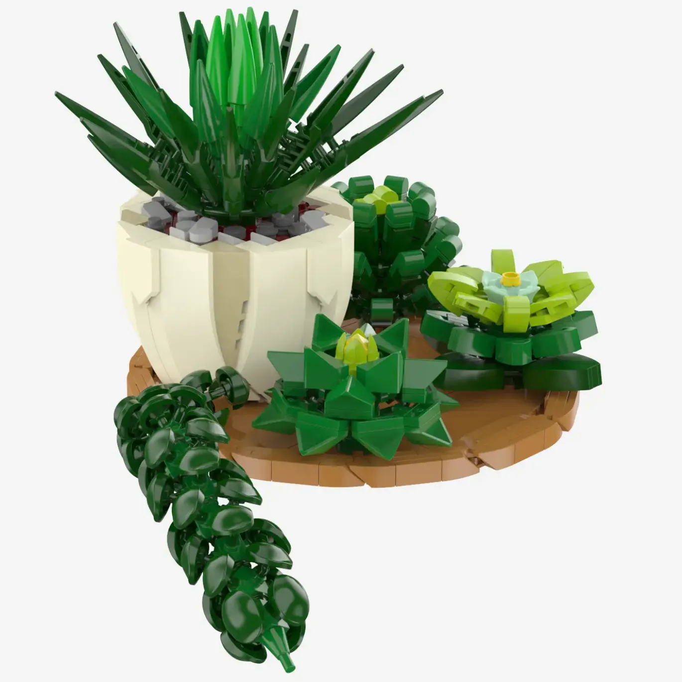 Sukkulenten Mix