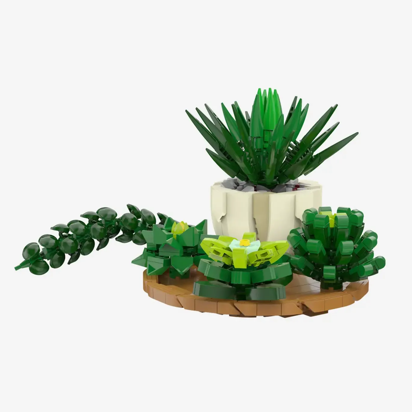 Sukkulenten Mix