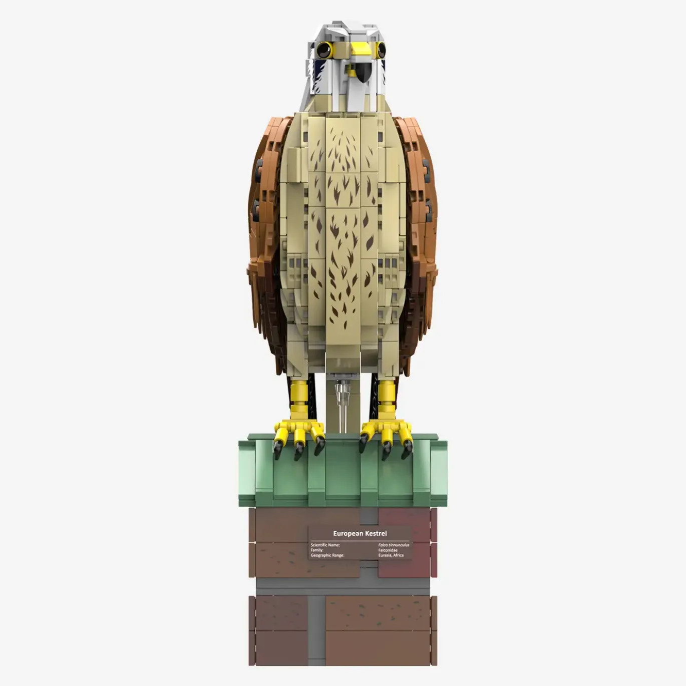 Turmfalke
